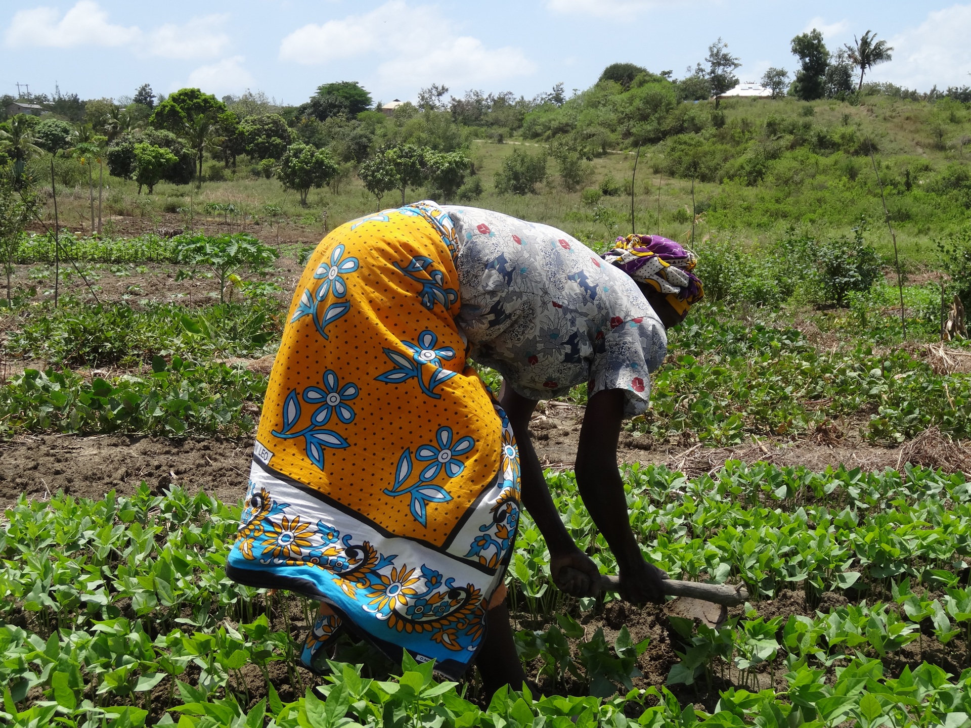A woman in vibrant traditional attire uses a hand tool to carefully tend to rows of young plants in an open field